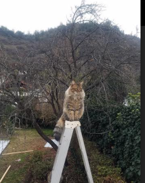 _爵士队战略调整，战术多变收获佳绩_，爵士队伍