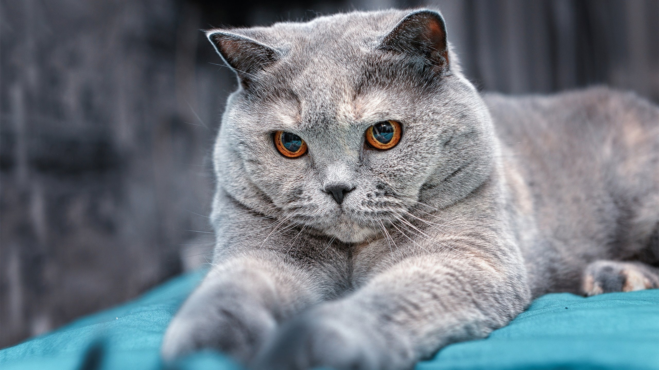 “火爆激情!粉丝助威现场爆点不断,气氛炸裂”,粉丝爆击