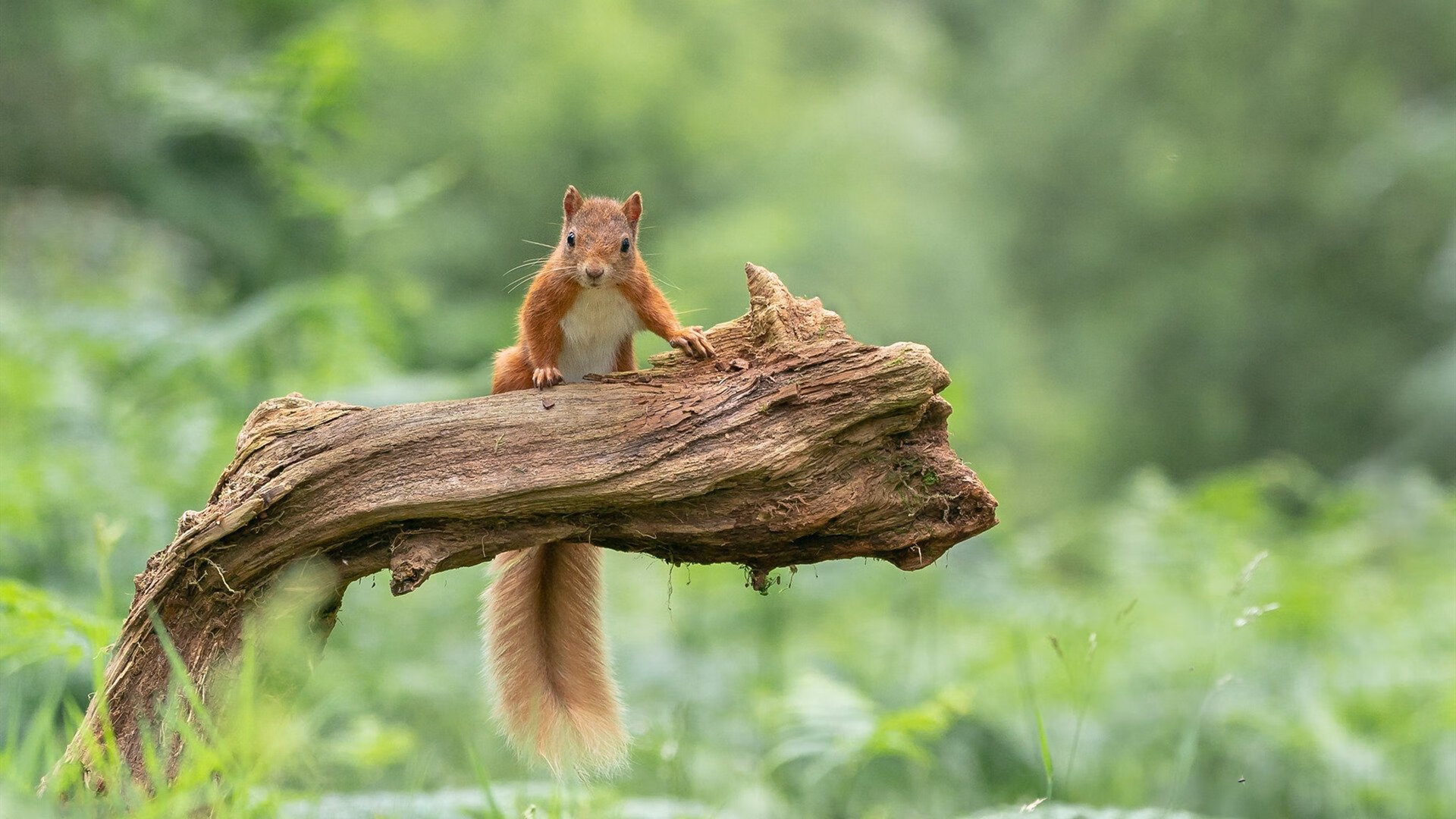 中超联赛场馆布局优化,提升比赛环境体验,2021中超比赛场馆