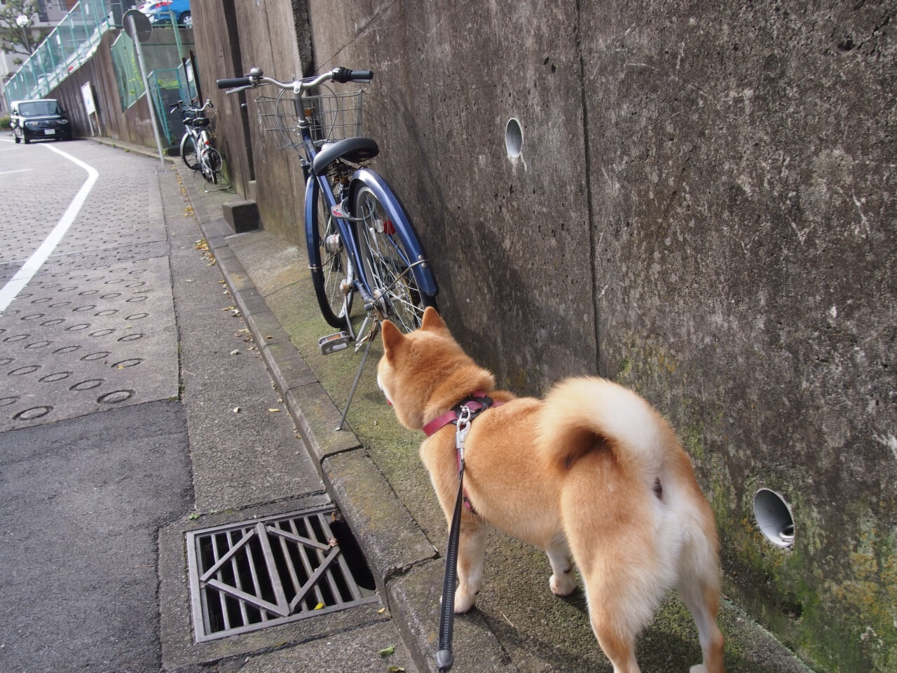 巴西举办篮球社区联赛,巴西篮球锦标赛