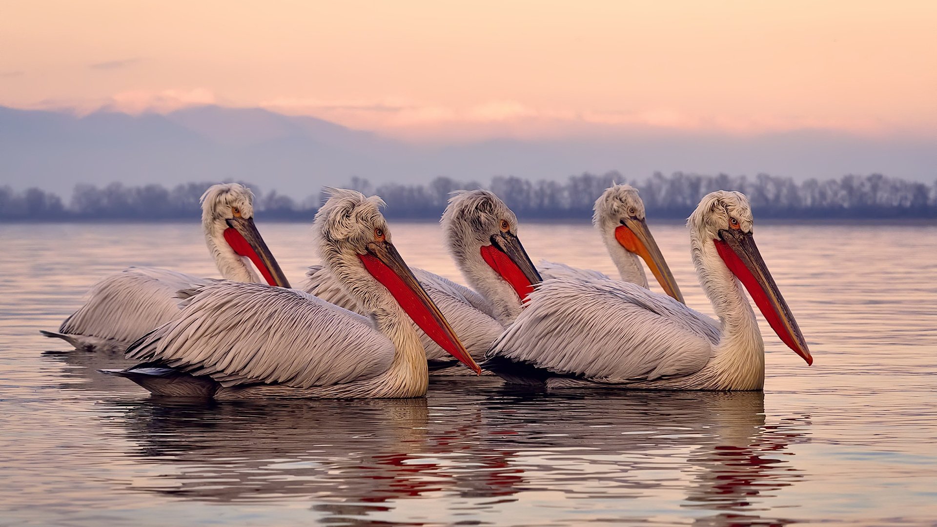 广场舞作品在国际舞蹈大赛中获奖,广场舞作品在国际舞蹈大赛中获奖了吗