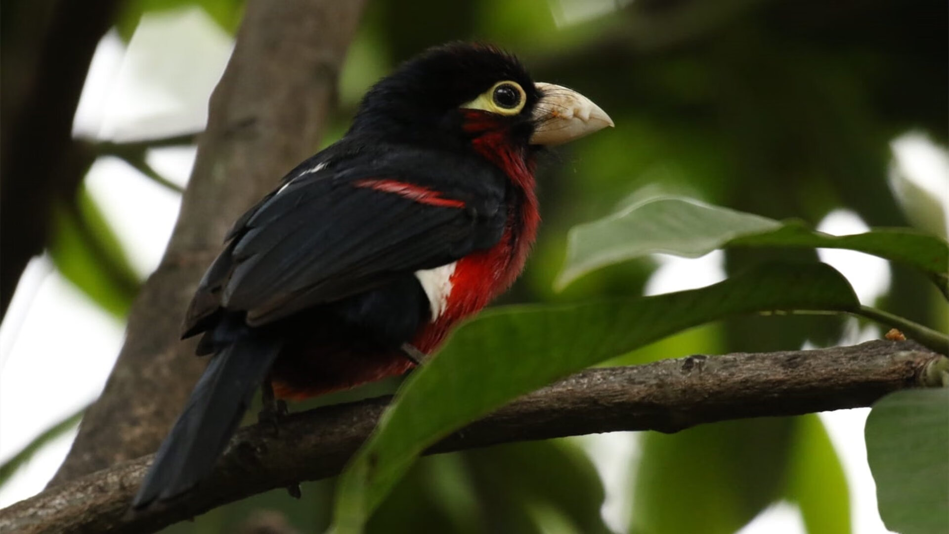 kaiyun登录入口-梅赛德斯在技术革新中迎难而上，梅赛德斯公司