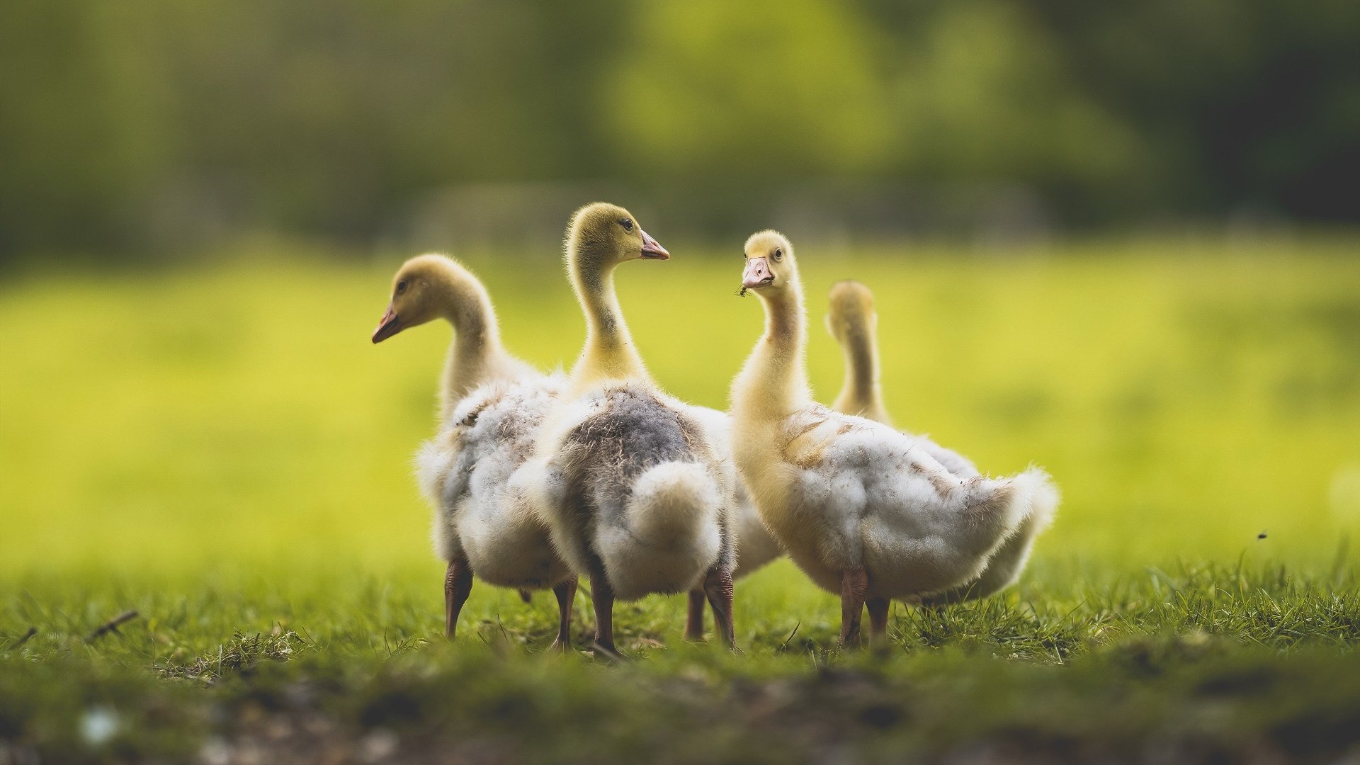 开云中国大陆-比赛回顾：关键时刻张伟三分稳住局势，逆转走势！，张伟集锦