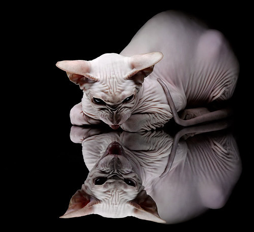 车队风云:从磨合到巅峰的幕后故事,车队 下载