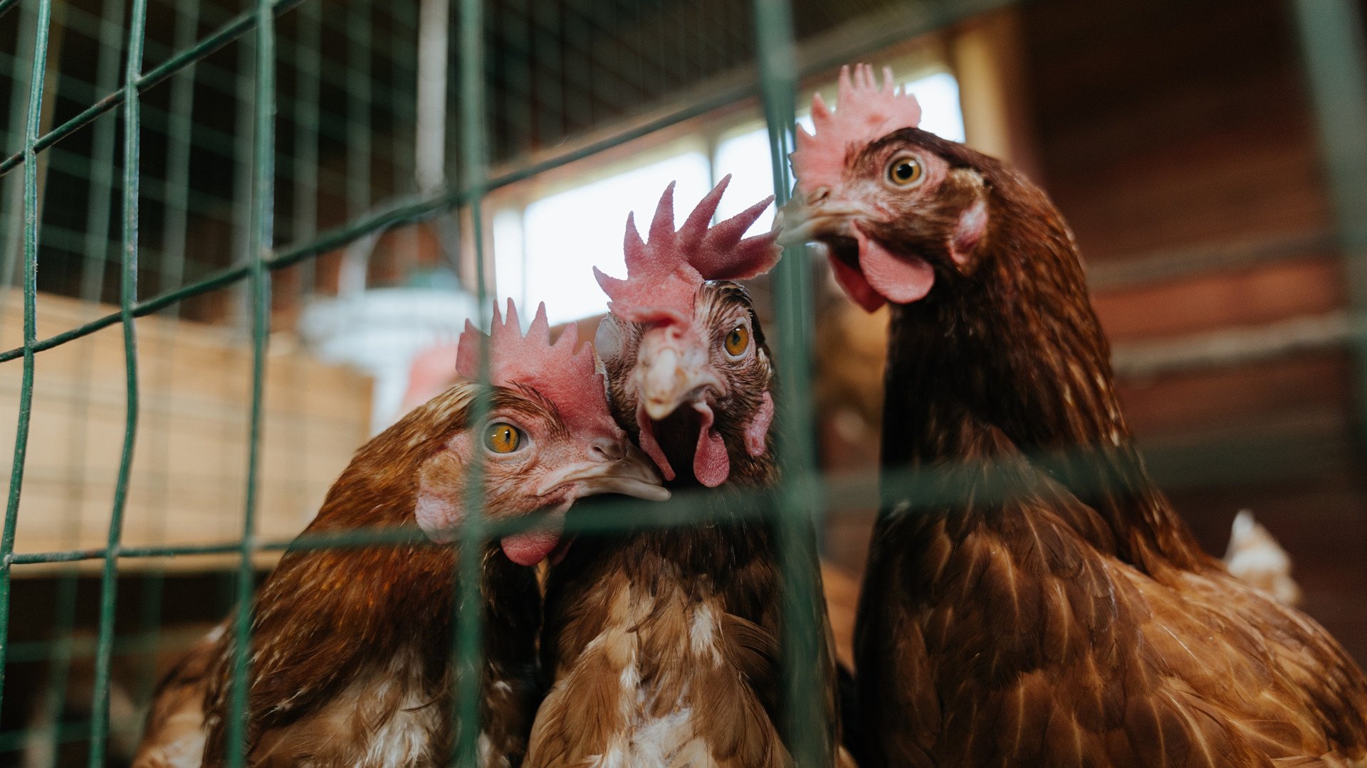 kaiyun官方入口登录-迷你高尔夫锦标赛：细腻中的精彩瞬间，迷你高尔夫设计