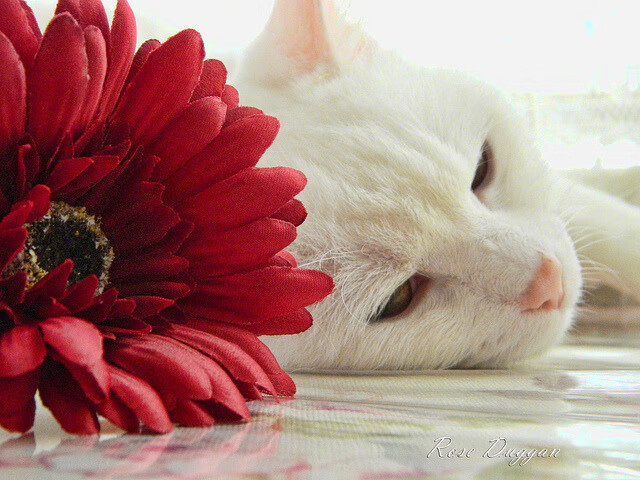 中超争冠形势明朗,上海海港积分领跑,上海海港2021中超赛程