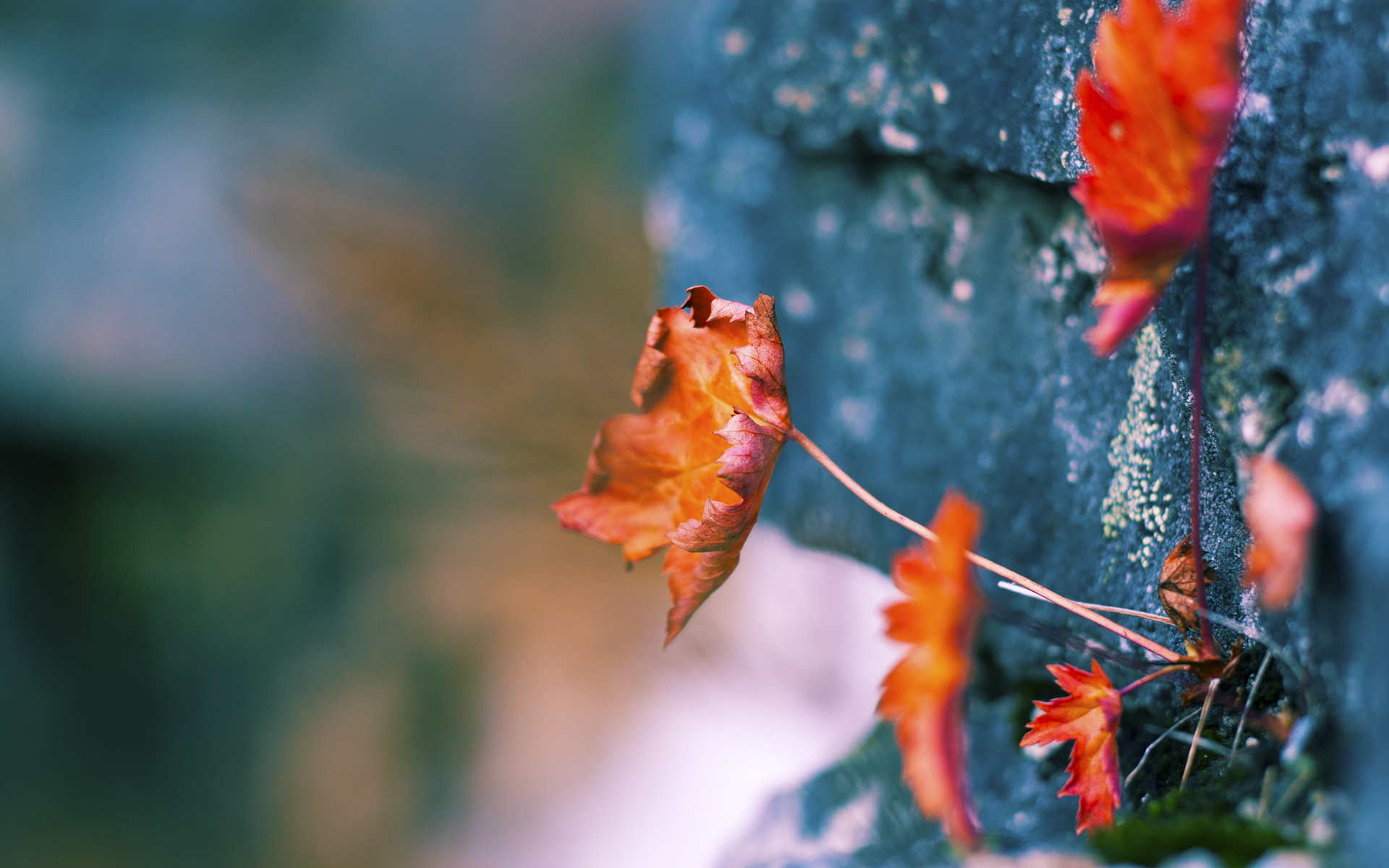 kaiyun中国官方网站-伊朗球员滑倒后完成倒钩破门，网友：“不可复制”