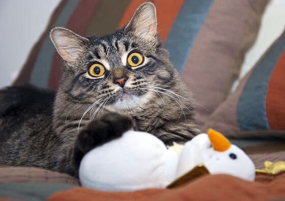 北京首钢球队球员技术细节改善,北京首钢全部球员