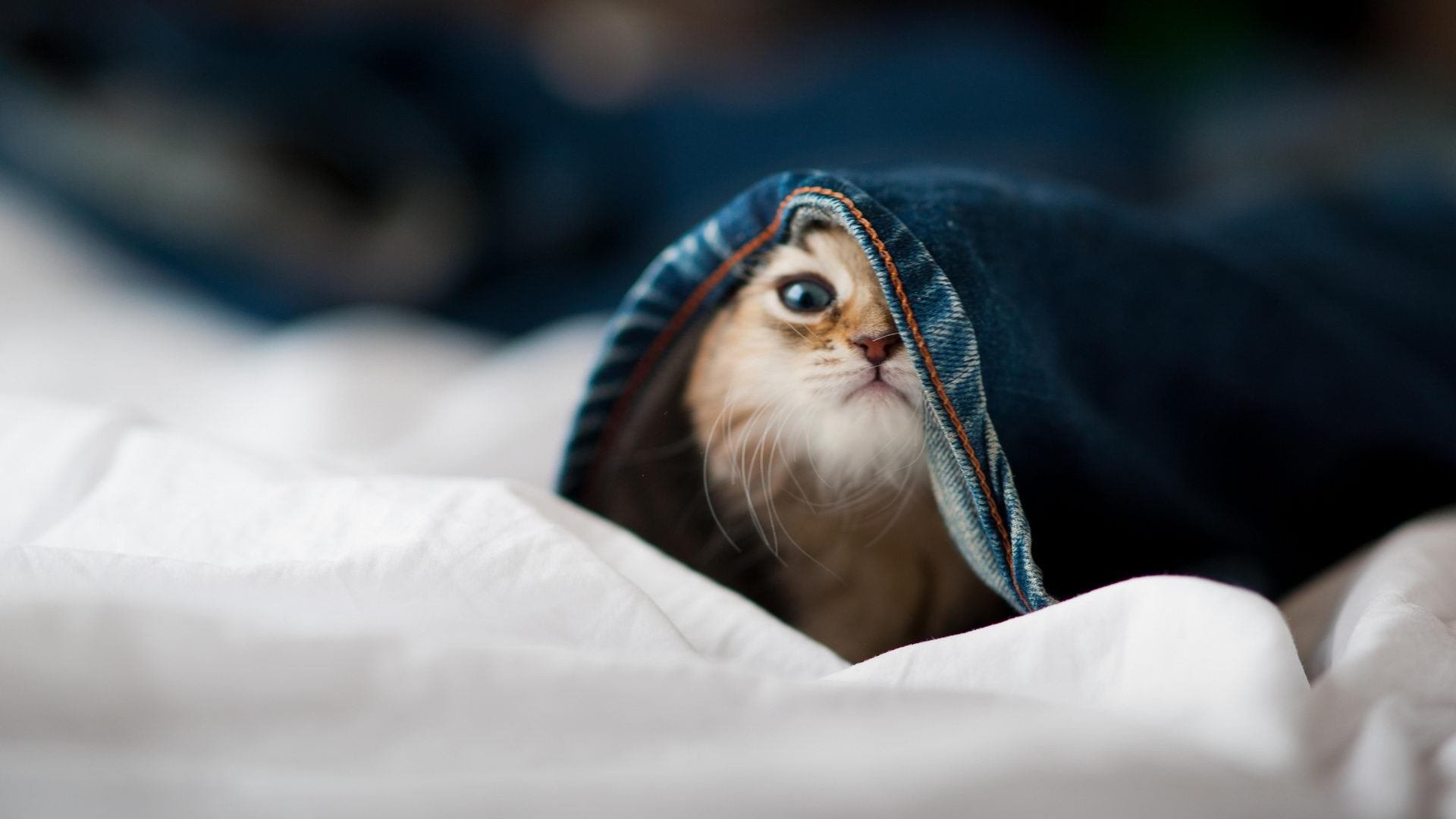 Kaiyun(中国)开云-卡塔尔多哈体育俱乐部新赛季展望，卡塔尔国家体育场