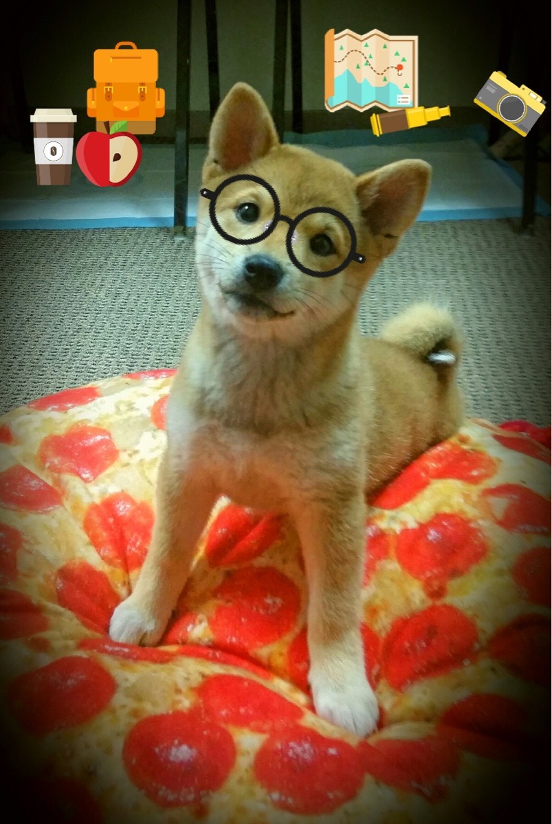 女足世界杯球队阵容深度分析,女足世界杯名次