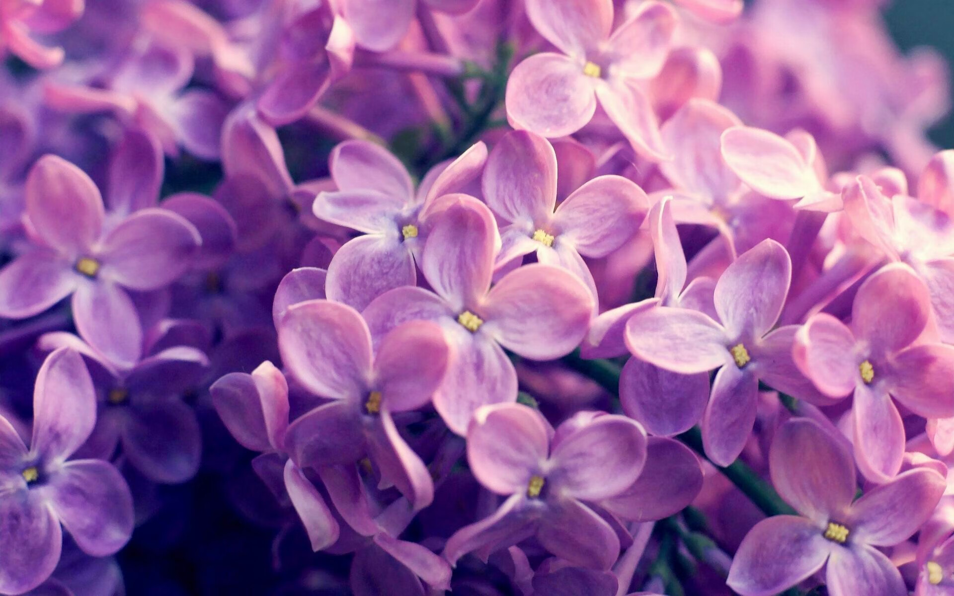 山东泰山备战重要联赛比赛,泰山队2021比赛