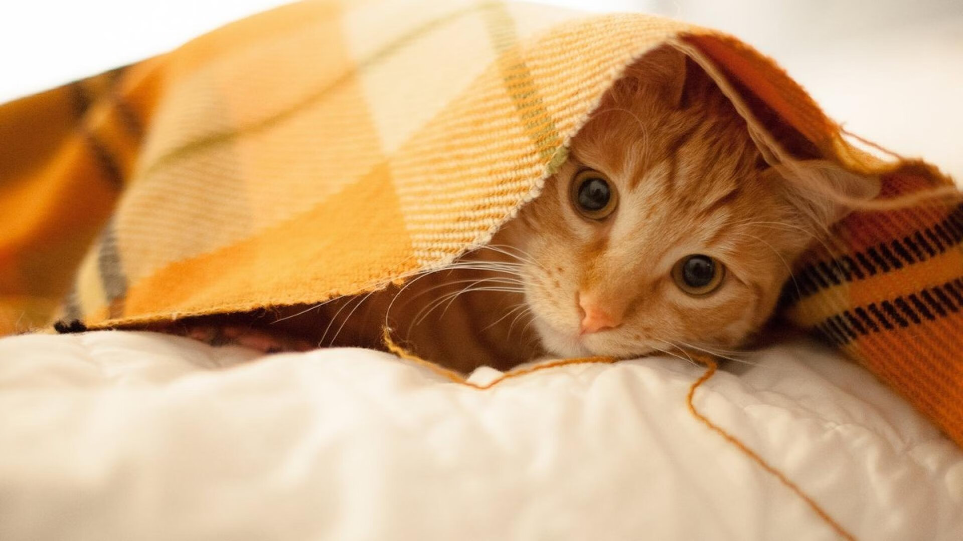 kaiyun网站-荣耀的争夺：球员们为了尊严拼尽全力，的址荣耀