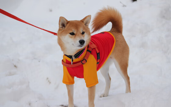 kaiyun网站-阿根廷足球再写辉煌篇章，阿根廷足球再写辉煌篇章了吗