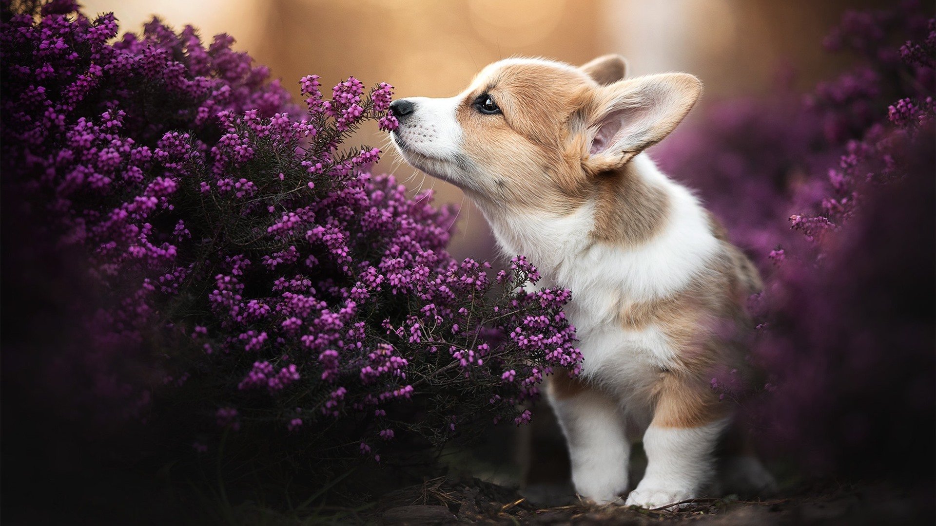 开云体育APP下载-阿森纳后卫受伤离场，影响球队防守，在阿森纳效力过的后卫