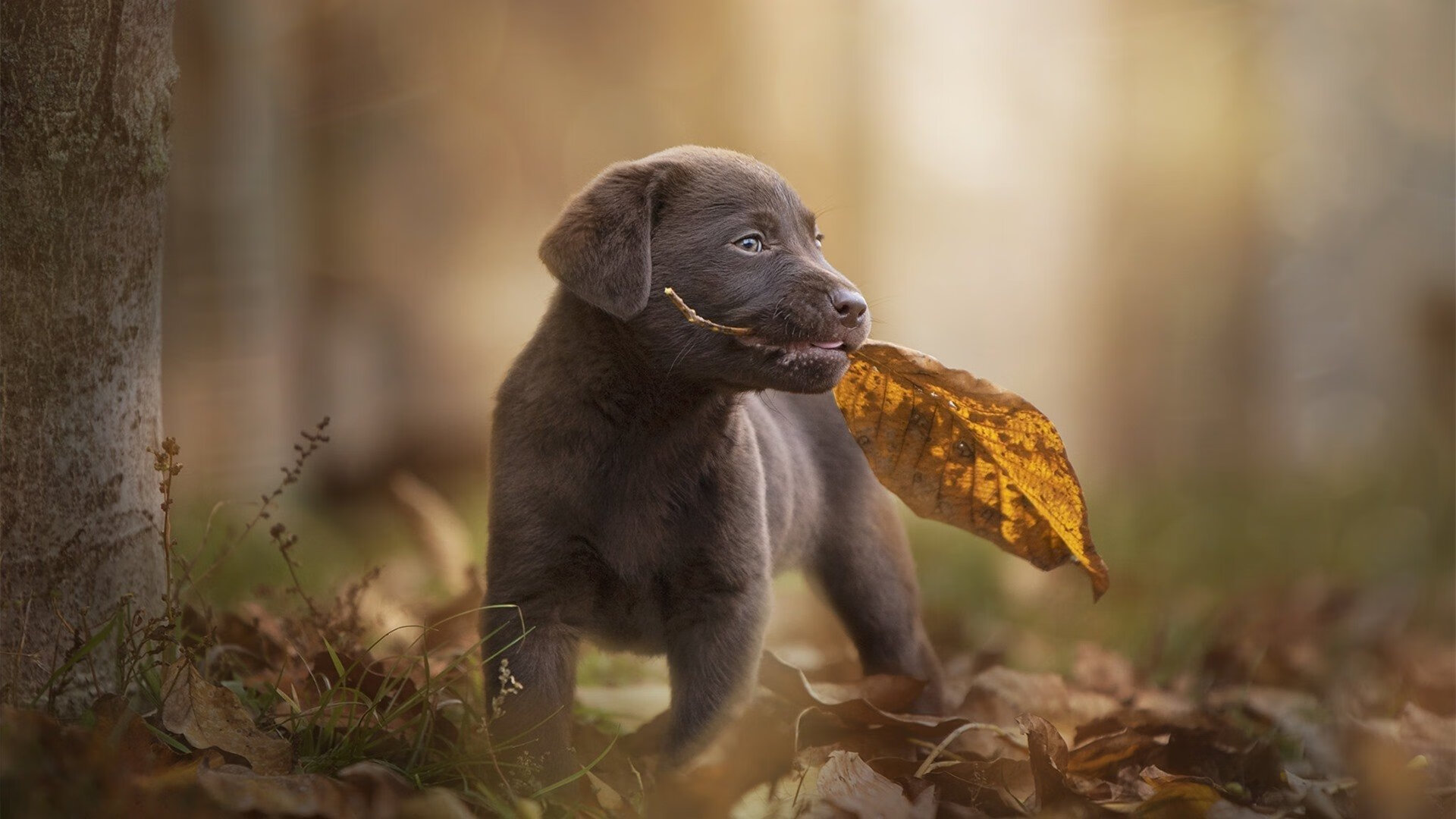 中超年度冲刺数据与得分效率比对,中超争冠组积分