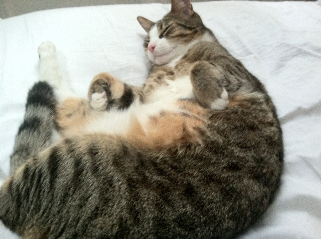 Kaiyun官方登录入口-运动员训练数据管理平台建设，运动员数据库设计