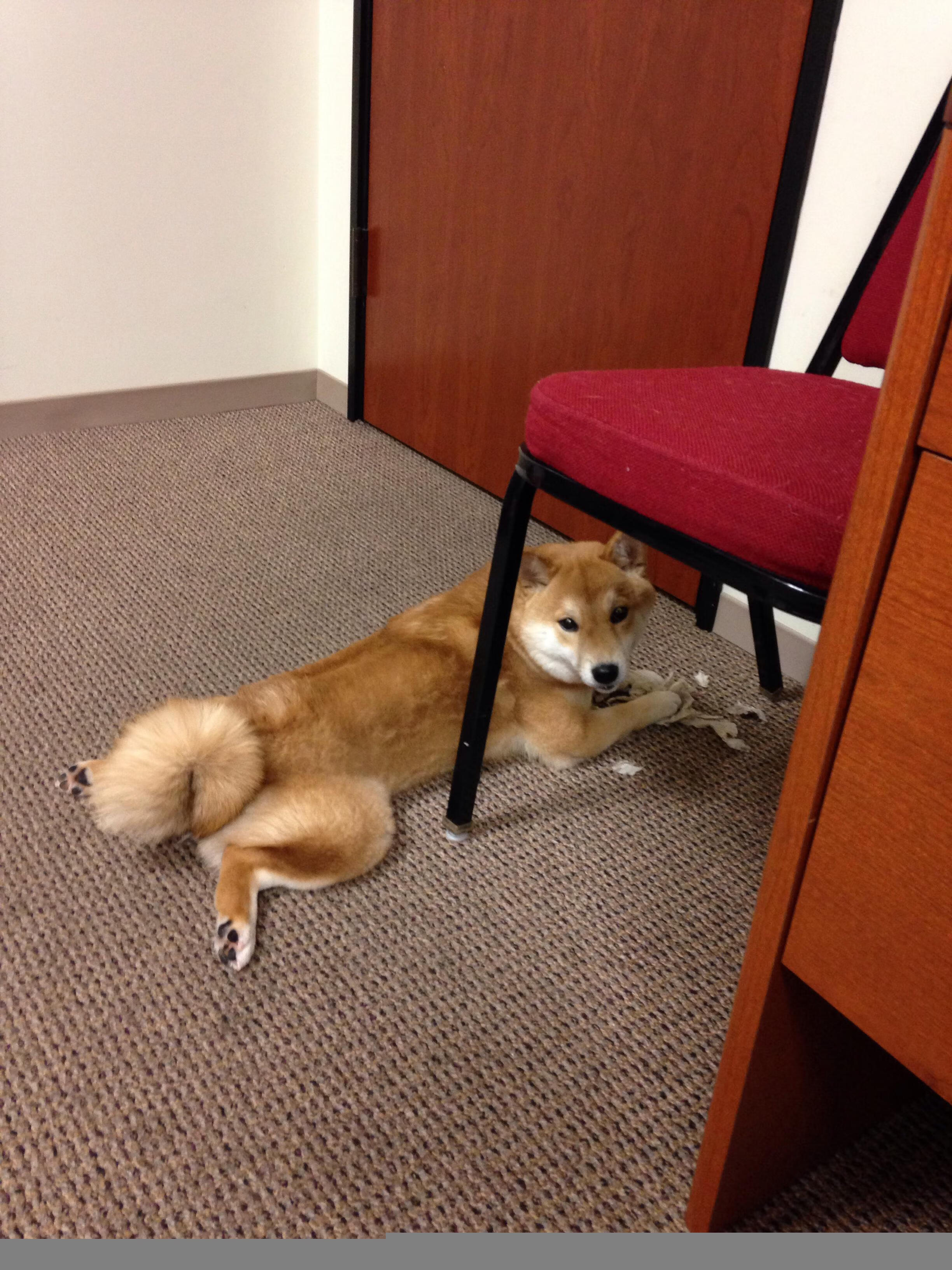 五大联赛主力与替补表现差距对积分边际影响评估,五大联赛主场胜率