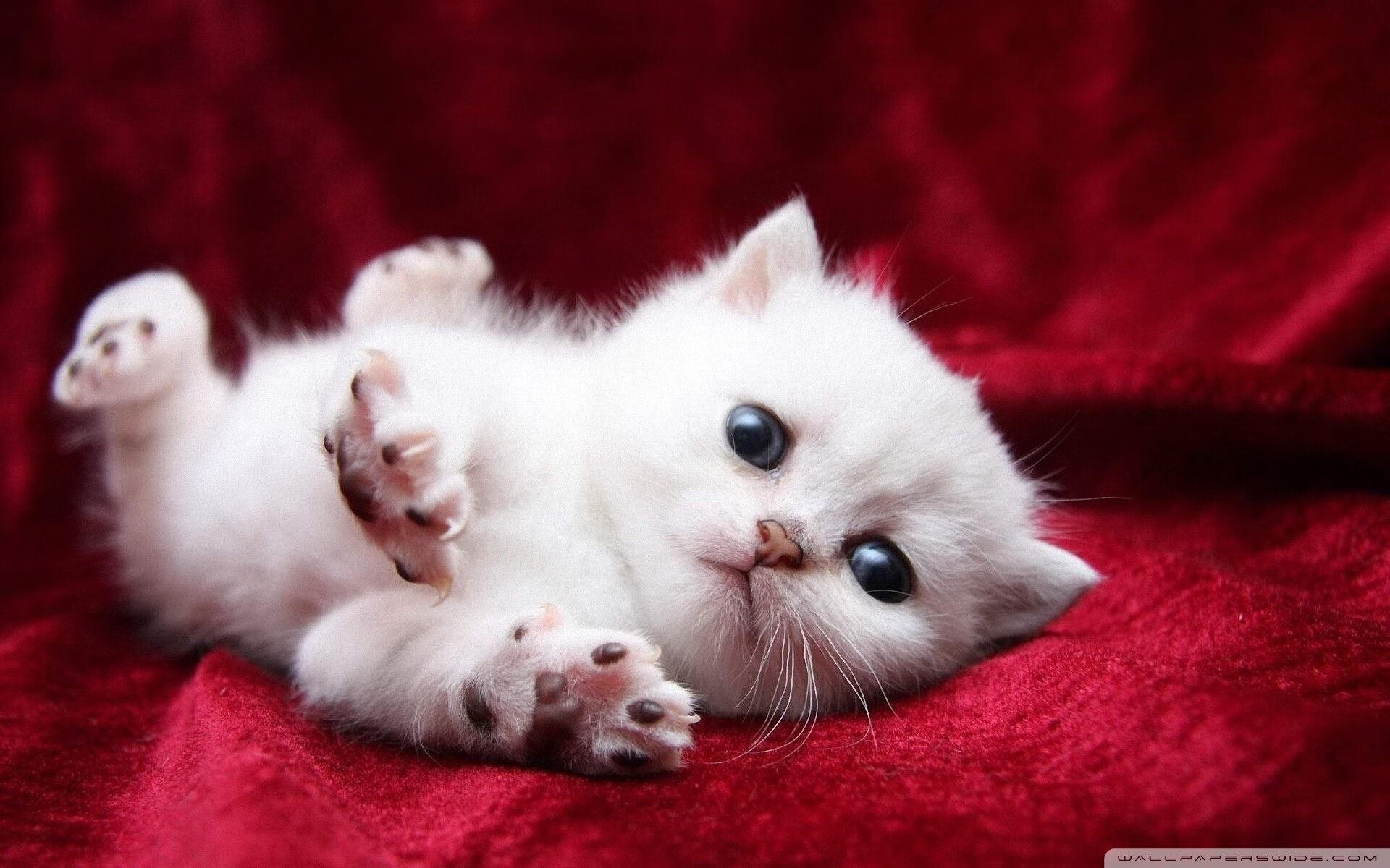 五大联赛球迷关注度最高的德比战盘点，足坛最火爆的德比