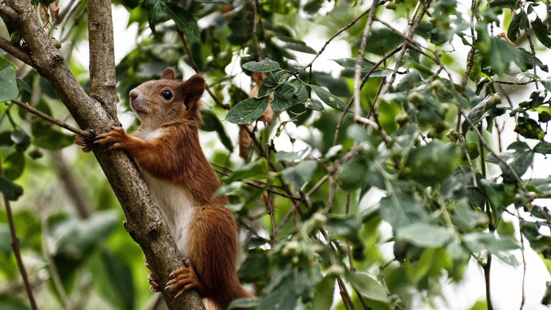 国家队更换战术过于频繁，国家队换帅