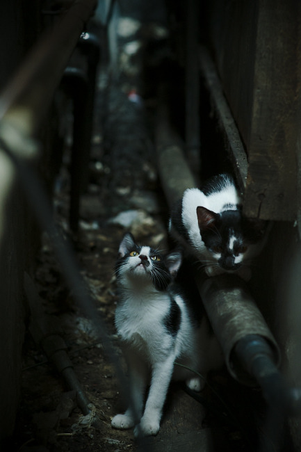 开云官方网站-澳男将首次闯入蝶泳项目奖牌区，奥运会蝶泳1v7