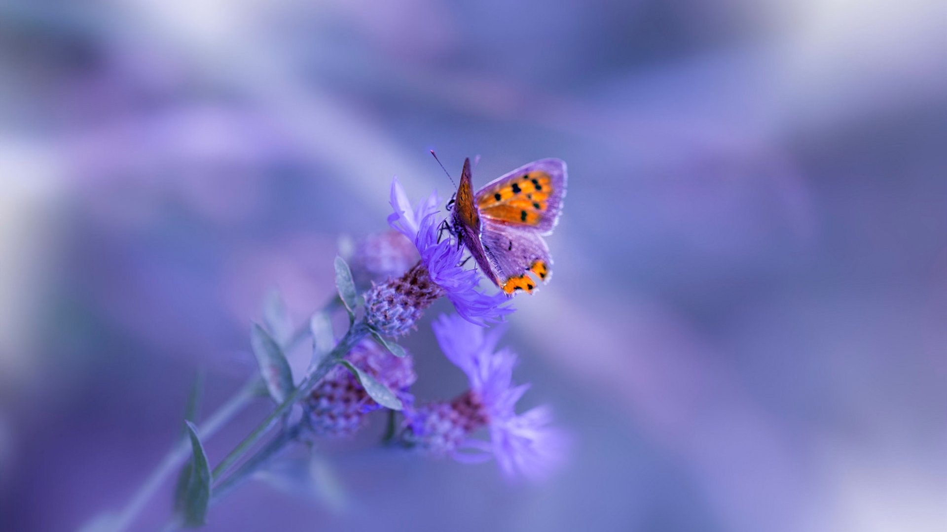 KAIYUNAPP-“华金·托比利亚的防守反应与进攻节奏，为阿根廷美洲狮队建立坚实优势”