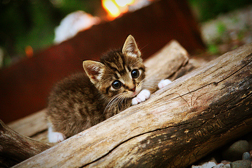 丁俊晖单杆破百淘汰世界冠军,丁俊晖获得冠军