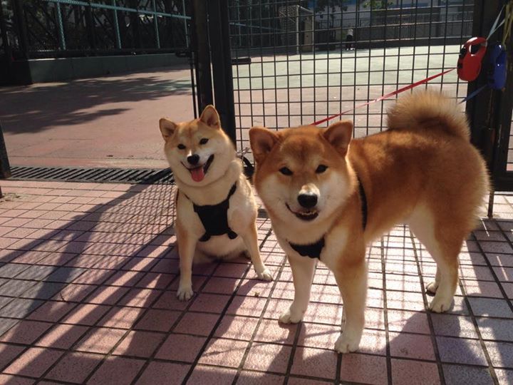 奥卡拉汉200米自再夺金 再证天赋与实力,奥卡拉国家森林公园