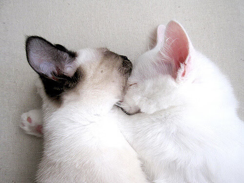 巴黎圣日耳曼继续稳居积分榜首,豪取多场胜利