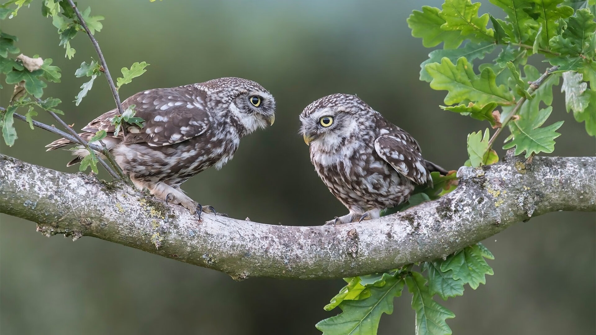 欧洲杯追梦之战:每一场都是走向历史的脚步,欧洲杯追梦之战_每一场都是走向历史的脚步吗