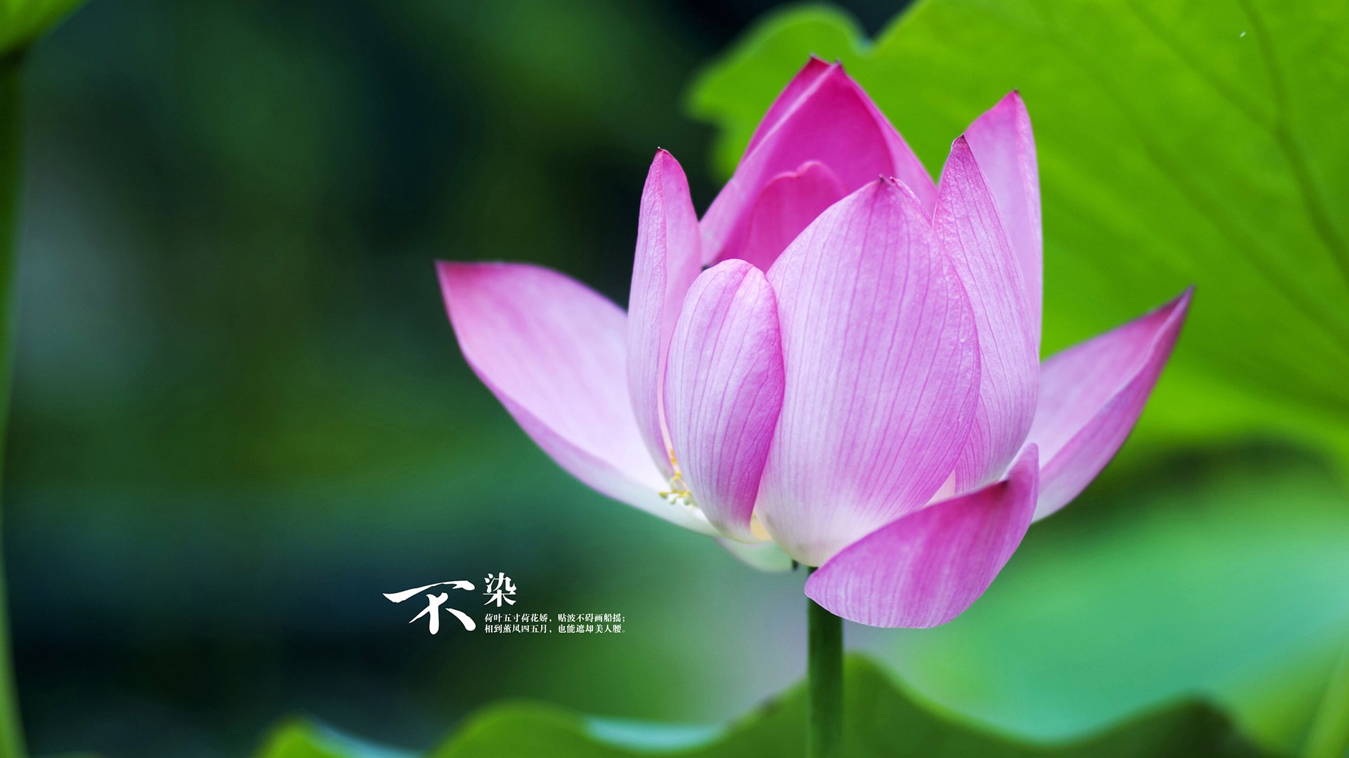 kaiyun官方网站-水球比赛吉尔吉斯斯坦女队配合默契，吉尔吉斯斯坦国家队