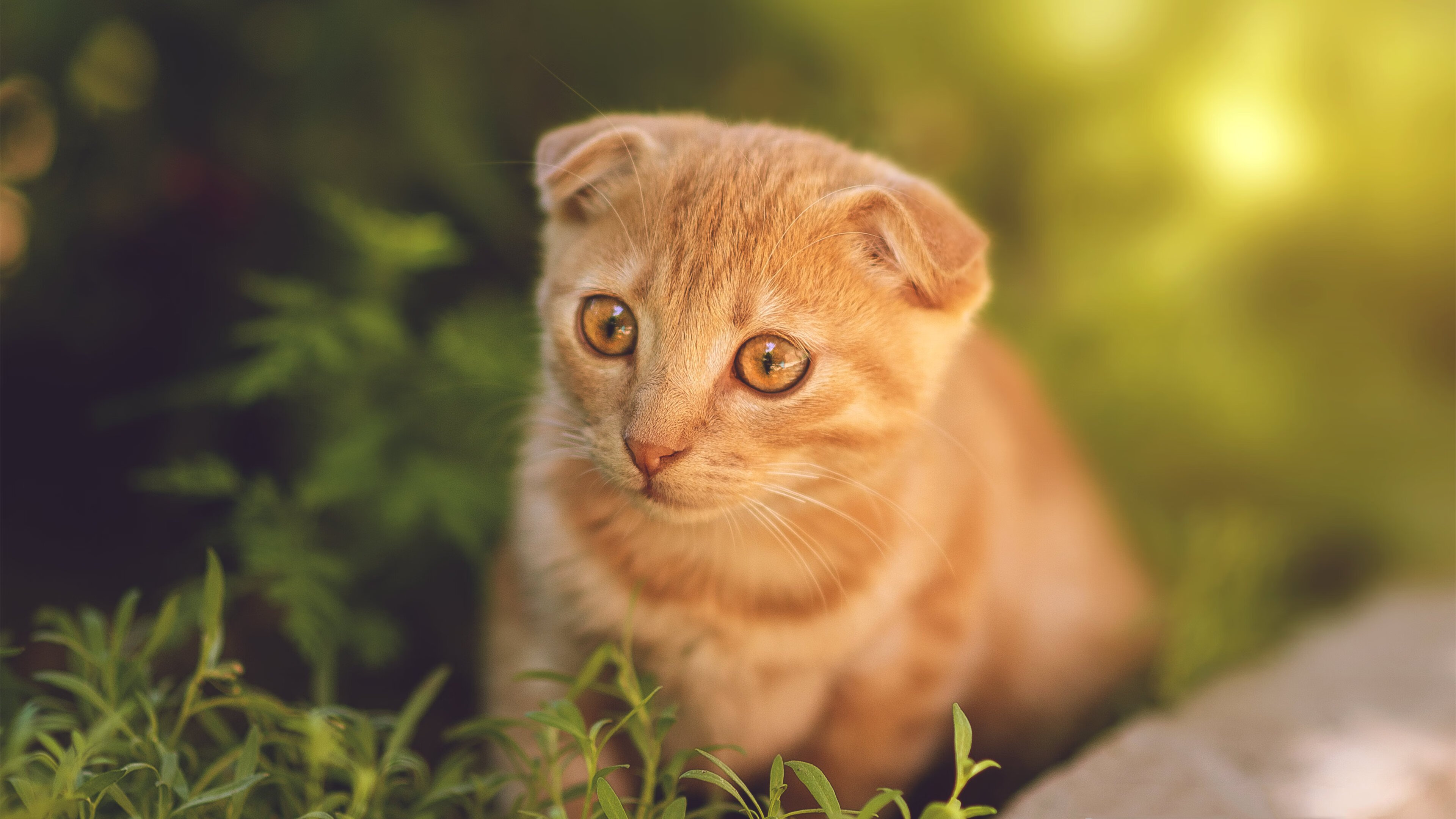 开云·体育官网APP下载-里根·史密斯精准起跳成夺冠关键，里斯史密斯