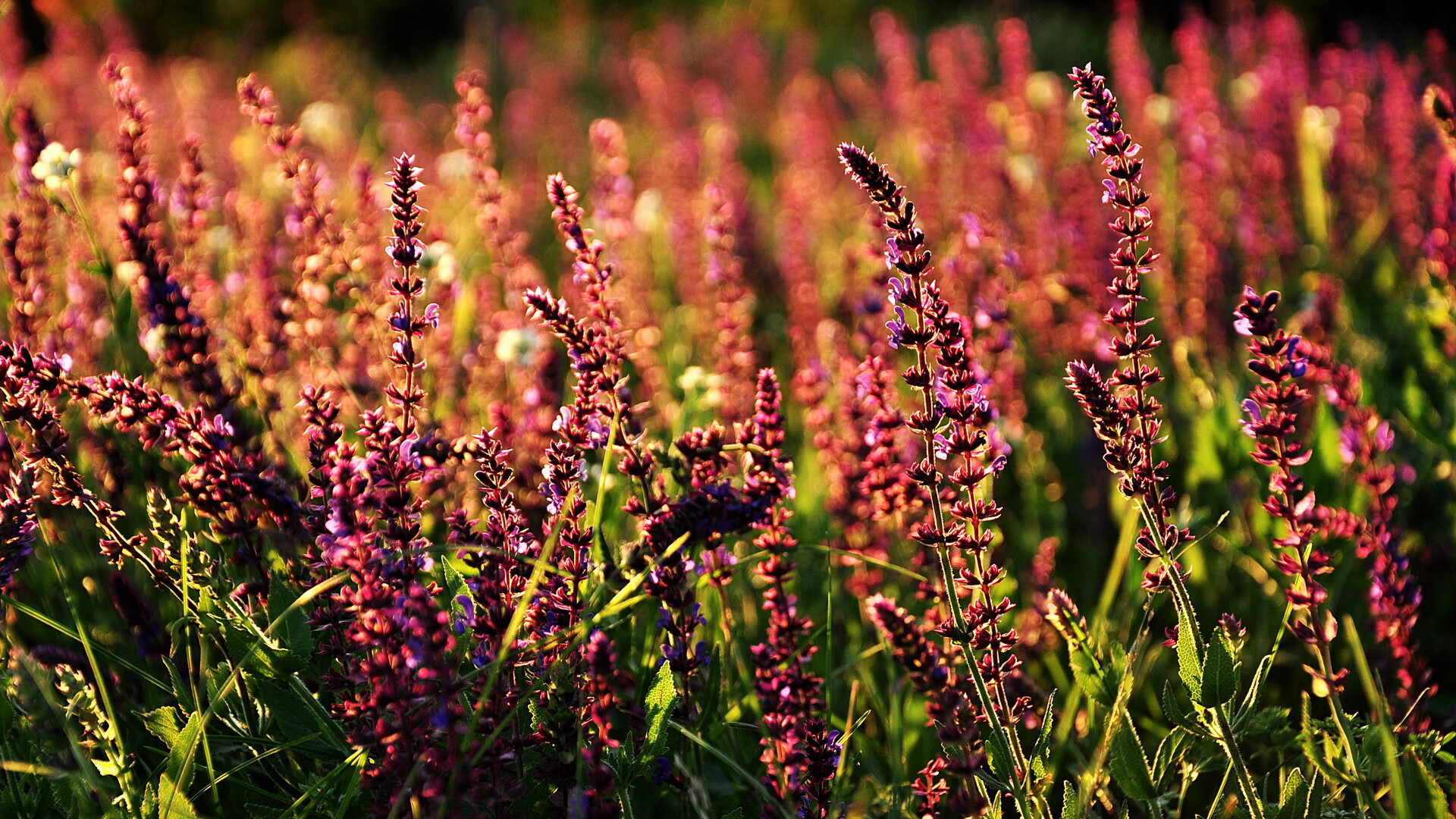 青少年篮球人才培养方案创新推动多层次发展体系,青少年篮球选拔